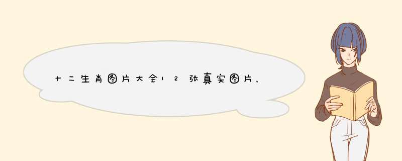 十二生肖图片大全12张真实图片，十二生肖图片大全可爱,第1张