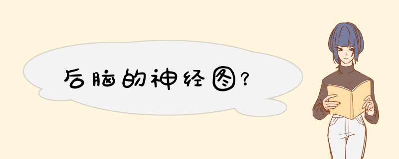 后脑的神经图？,第1张