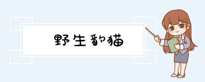 野生豹猫,第1张